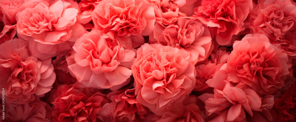 A close-up of vibrant pink carnations in full bloom, suggesting romance and beauty, with no signs of wilting or decay