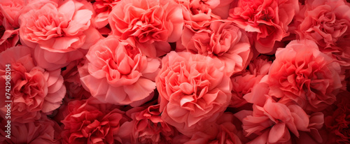 A close-up of vibrant pink carnations in full bloom, suggesting romance and beauty, with no signs of wilting or decay