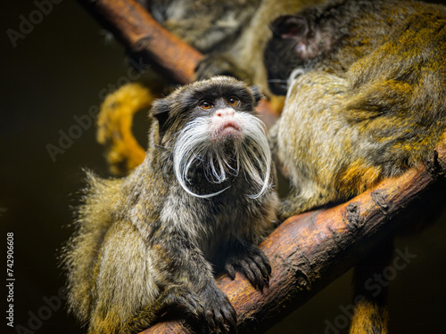 Portrait of an Emperor tamarin in a zoo