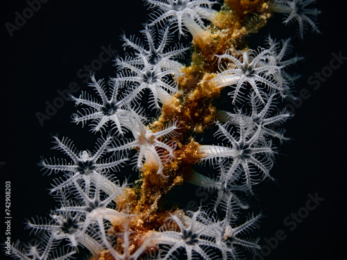 White coral polyps with black background