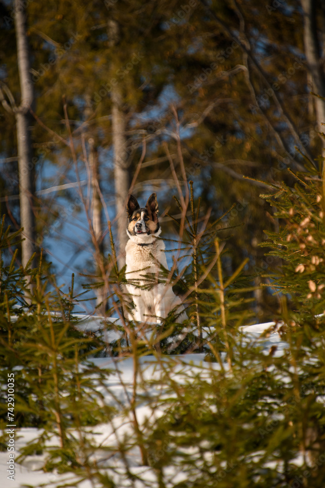 Selective focus of mixed breed shepherd dog, sitting on snow in winter forest Selective focus of mixed breed shepherd dog, sitting on snow in winter forest