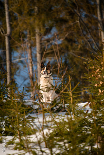 Selective focus of mixed breed shepherd dog, sitting on snow in winter forest