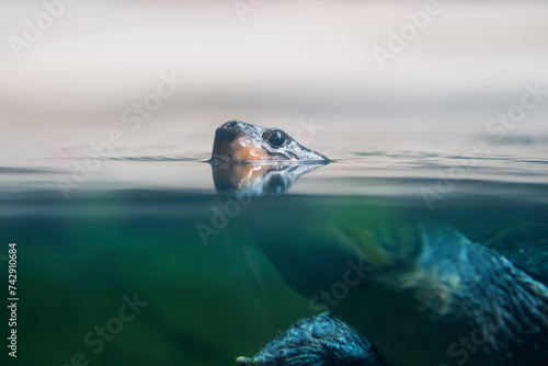 South American River Turtle (Podocnemis expansa) - Diving underwater photo