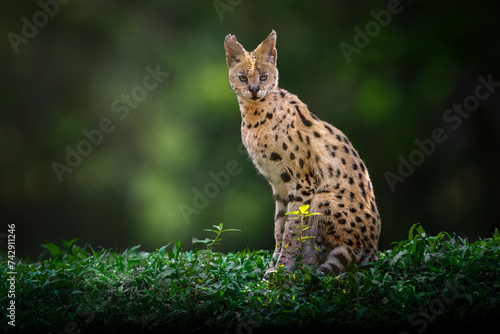 Obraz na płótnie Serval (Leptailurus serval) - African wild cat w salonie