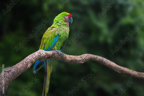 Obraz na płótnie Military Macaw parrot (Ara militaris) w salonie