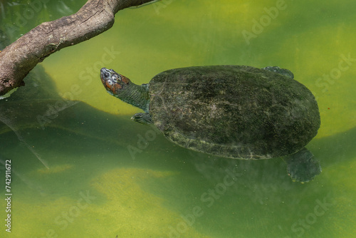 South American River Turtle (Podocnemis expansa) - Swimming photo