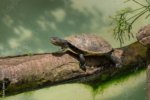 Tuberculate Toadhead Turtle (Mesoclemmys tuberculata)