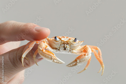 Hand holding snow crab isolated on gray, food and conservation concept