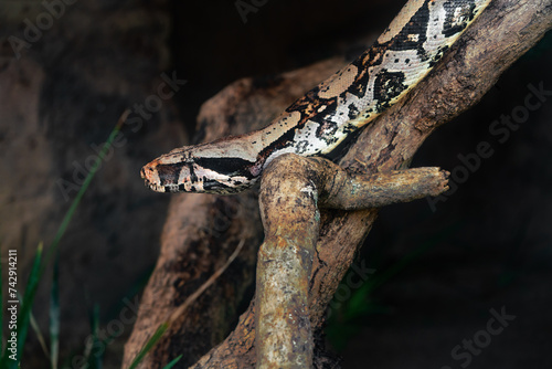 Red Tail Boa snake (Boa constrictor constrictor)