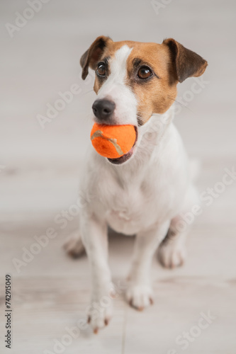 Portrait of a Jack Russell Terrier dog holding a small ball. Vertical photo.  © Anna