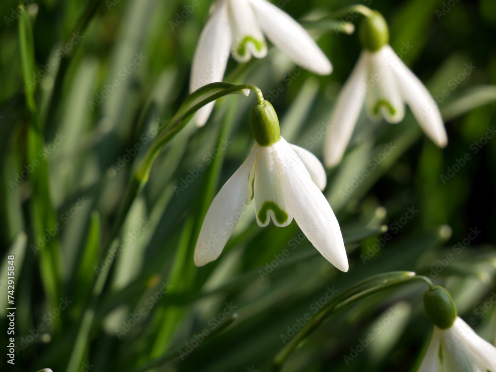 Little white snowdrops in a garden. first fragile spring flowers. Close-up on plant detail. Selective focus. Little white snowdrops in a garden. first fragile spring flowers. Close-up on plant detail. Selective focus.