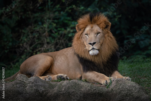 Male Lion with beautiful mane (Panthera leo)