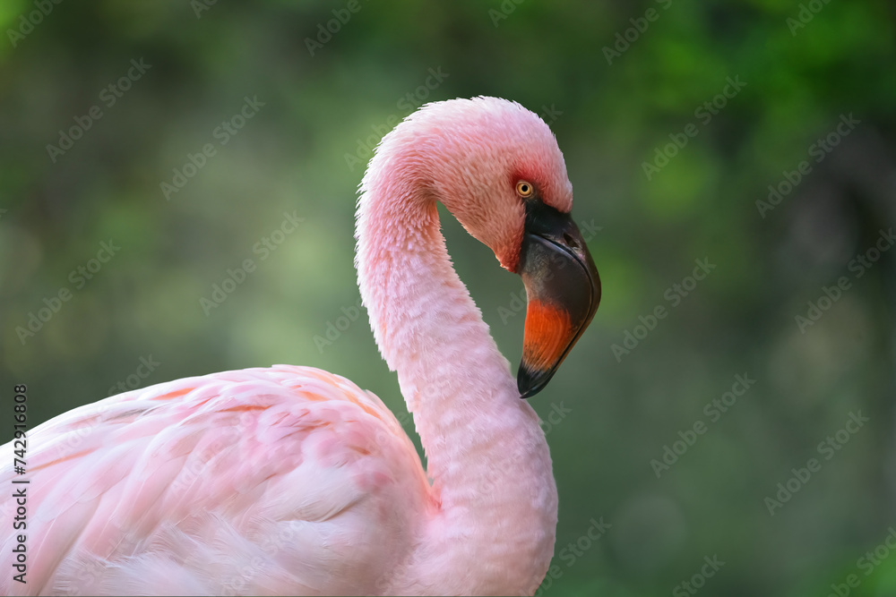 Lesser Flamingo bird (Phoeniconaias minor)