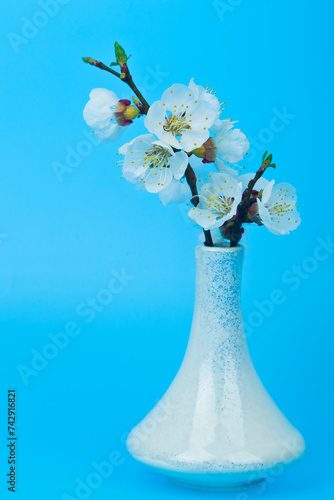Apricot flowers in a vase on a blue background.