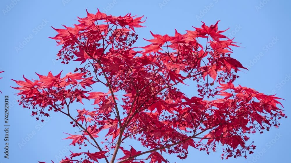 Acer palmatum, commonly known as red emperor, palmate, Japanese maple or smooth Japanese-maple, is a species of woody plant native to Japan, Korea, China, Mongolia, and Russia. Acer palmatum, commonly known as red emperor, palmate, Japanese maple or smooth Japanese-maple, is a species of woody plant native to Japan, Korea, China, Mongolia, and Russia.