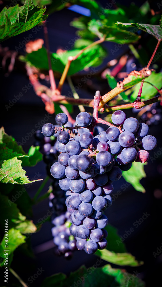 Grape. Black grapes. Red grapes. Sunny day. vine. Grape juice. Plant. Summer. Spring. Autumn. Food.Drink. Intoxicating drink. Ripe bunch of grapes. Grapes. Delicious grapes. Bright photo. Rich colors. Grape. Black grapes. Red grapes. Sunny day. vine. Grape juice. Plant. Summer. Spring. Autumn. Food.Drink. Intoxicating drink. Ripe bunch of grapes. Grapes. Delicious grapes. Bright photo. Rich colors.