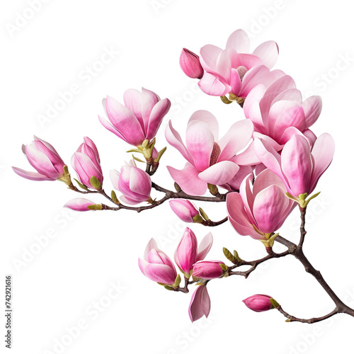 Branch of pink magnolia flowers isolated on transparent or white background © Luckygraphics
