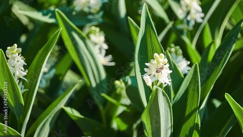 Maianthemum stellatum (star-flowered, starry, or little simply false Solomon's seal, star-flowered lily-of-the-valley or starry false lily of valley; Smilacina stellata) is species of flowering plant. photo