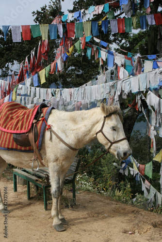 horse in a forest closed to paro in bhutan 