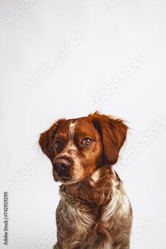 Cute smart dog with flower