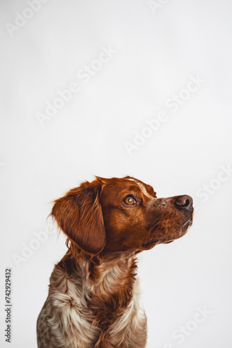 Cute smart dog with flower