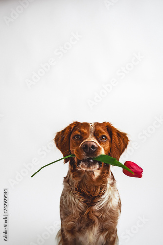 Gentle dog holding a flower