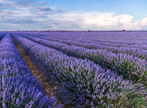 Lavender field in blossom. Rows of lavender bushes stretching to the skyline. Brihuega, Spain.