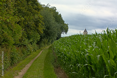Path along corn fields to the church of the village of Wieze photo