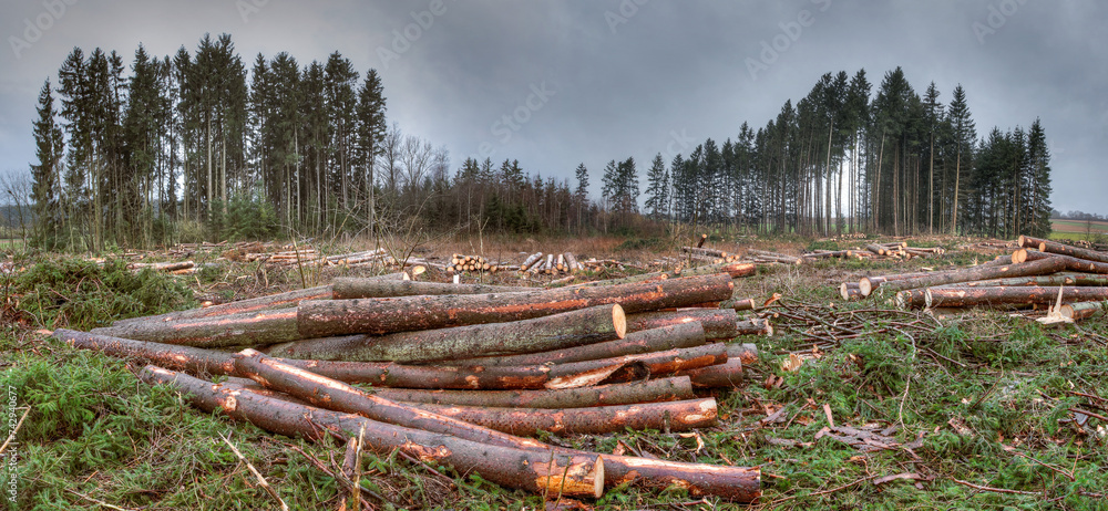 What remains of the forest after the storm. The picture shows the consequences of climate change, a deforested area with numerous sawn-off tree trunks. A depressing sight of environmental destruction. - obrazy, fototapety, plakaty 