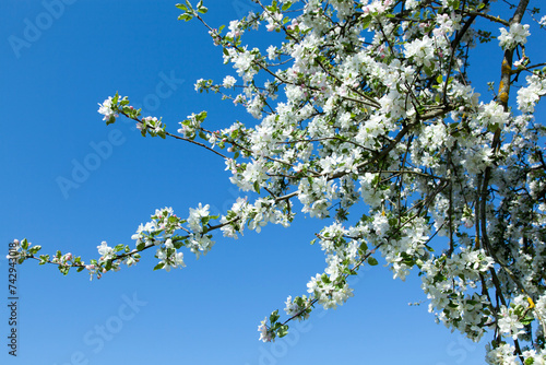 Tree Branches In Late Spring Blossom