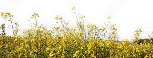 Spring with flowers in foreground isolated from transparent background