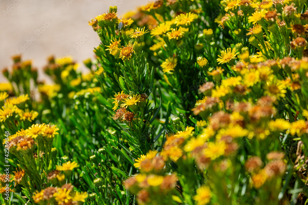 Fototapeta premium Pretty golden samphire flowers growing on the Dorset coast, with selective focus