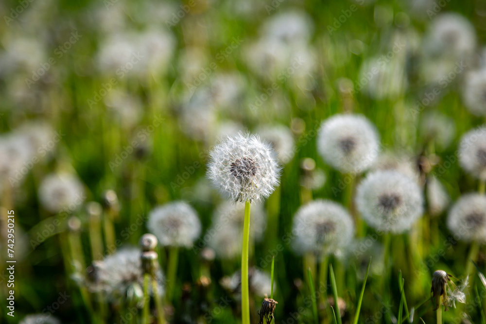 Dandelion seed heads in a field in Sussex, on a sunny spring day Dandelion seed heads in a field in Sussex, on a sunny spring day