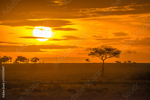 View of wildlife at sunset in the Savanna in Maasai Mara National Reserve, Rift Valley Province‎, Kenya.