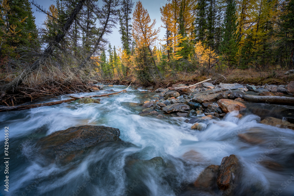 View of a small stream crossing the forest with trees in autumn colours, North Altai, Gorny Altai republic, Russia. View of a small stream crossing the forest with trees in autumn colours, North Altai, Gorny Altai republic, Russia.