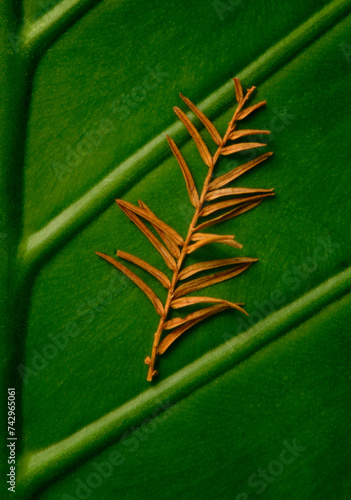 View of Elephant-ear plant (Colocasia sp.) leaf (Callistemon viminalis), Rock City Gardens, Wabasso, Florida, United States. photo
