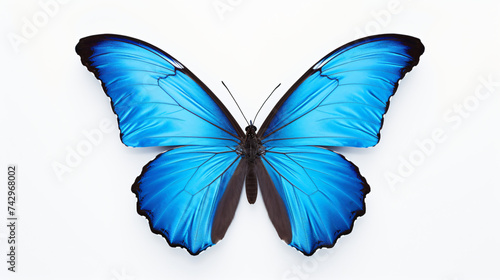  blue butterfly. isolated on white background