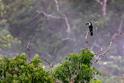 White-throated Toucan/Ramphastos toucan on a branch in misty rainforest Tambopata reserve
