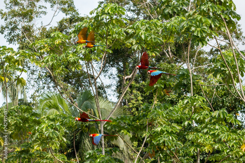 three macaw species flying at chuncho clay lick in tambopata reserve in peru madre de dios region © Miguel