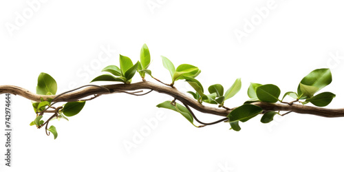 Close up of Twisted jungle branch with growing plant isolated on transparent background.