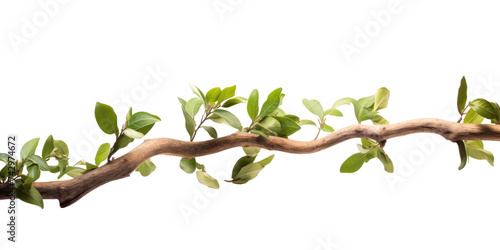 Close up of Twisted jungle branch with growing plant isolated on transparent background.