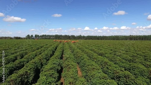Harvesters in coffee field