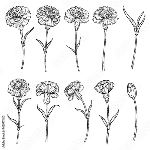 Outline set with carnations flowers