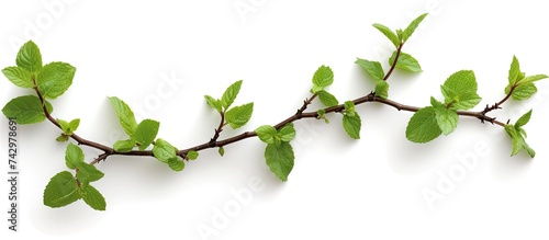 A vibrant mint branch, with fresh green leaves, stands out against a clean white background. The leaves are lush and healthy, adding a touch of natures beauty to the scene.