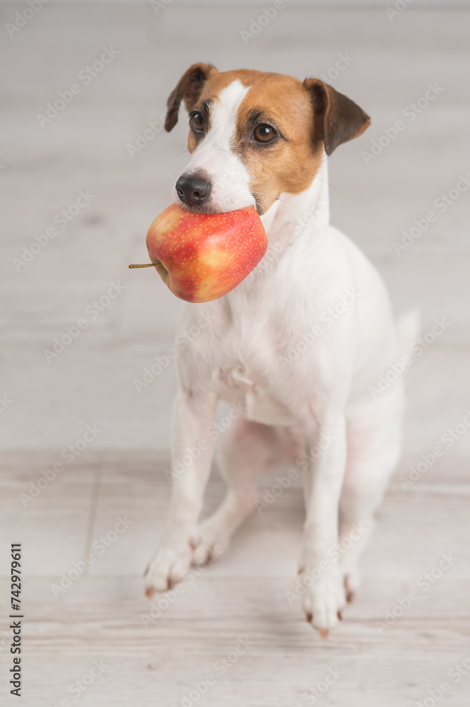 Portrait of a Jack Russell Terrier dog holding an apple. Vertical photo. 