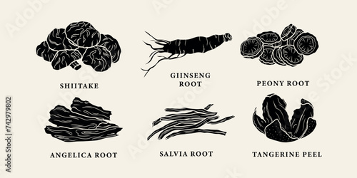 Flat vector Chinese medicine herbs. Shiitake, ginseng, peony root, angelica, salvia, tangerine peel