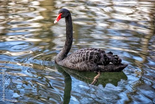 schwimmender schwarzer schwan