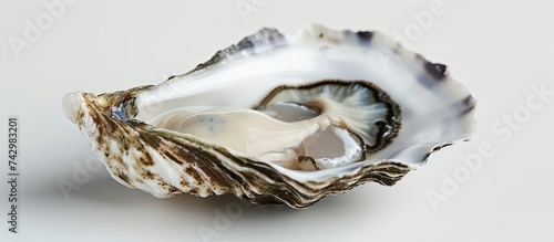 A close-up of an oyster shell resting on a clean white surface, showing its textured exterior and curved shape.