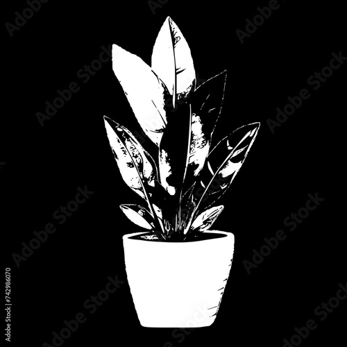 plant in a pot
