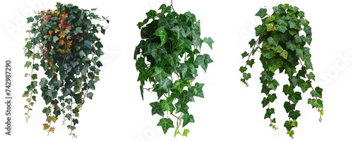Hanging ivy isolated on transparent background generative ai © GHart